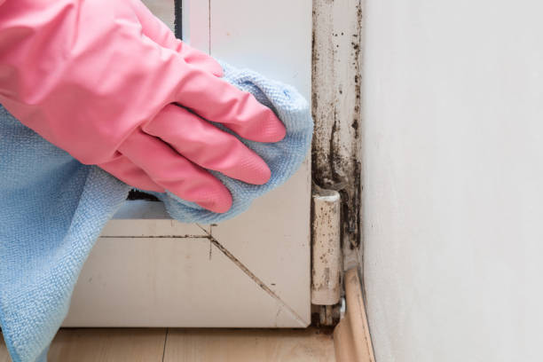 Why You Should Choose Our Mold Remediation Services in Socorro, TX